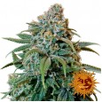 Liberty Haze - Barney's Farm